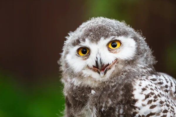 Snowy owl chick — Stock Photo, Image