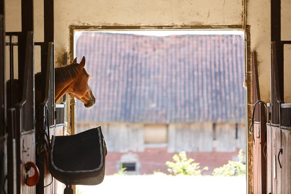 Pferd im Stall — Stockfoto