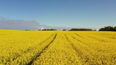 Yaz mevsiminde kolza tohumu tarlalarının hava görüntüsü