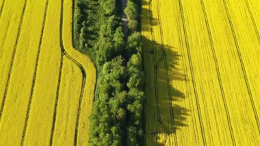 Yaz aylarında kolza tohumu tarlaları arasındaki yol, insansız hava aracı manzarası.