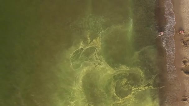 Pólen Conífero Amarelo Mar Báltico Vista Drone — Vídeo de Stock