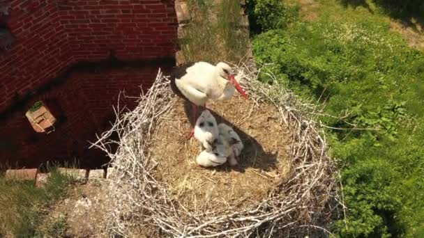 Storkfamilj Boet Det Skadade Gamla Tornet Utsikt Från Drönare — Stockvideo