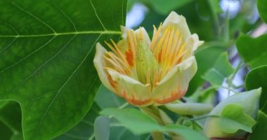 The flower of the tulip tree outdoors