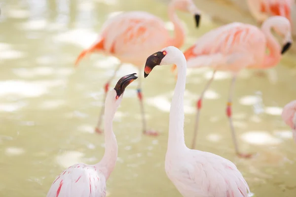 Couple de flamant rose portrait — Photo