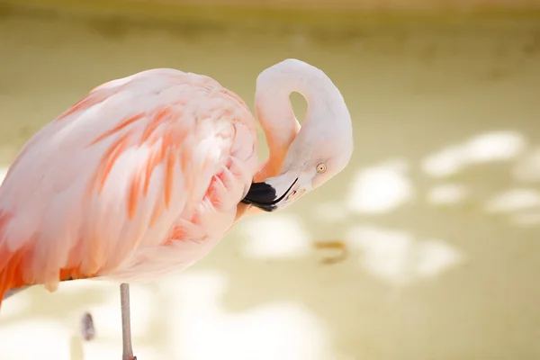 Rosa flamingoportrett – stockfoto