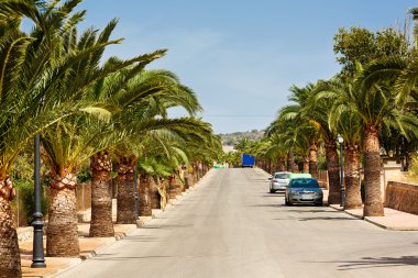 Santanyi sokakta Palm