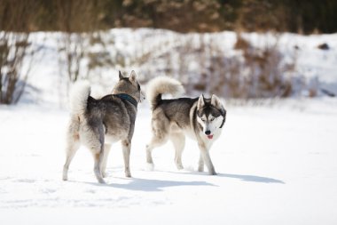 İki dış yapraklar oynadı
