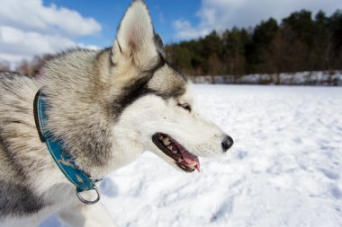 Portrait of husky