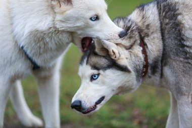 Husky ısırıkları