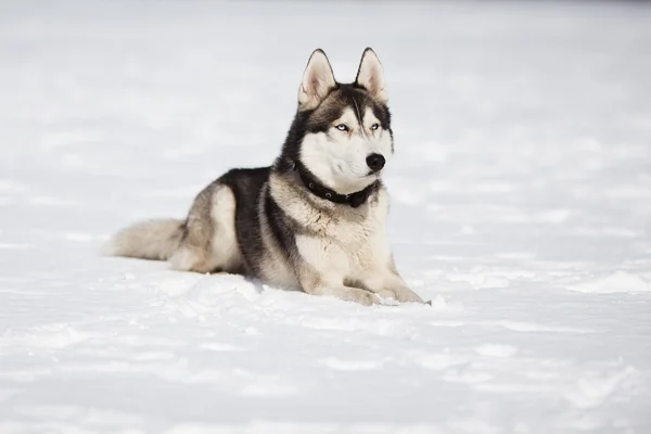 Porträtt av husky — Stockfoto