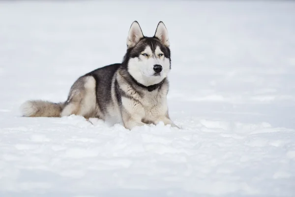 Porträt eines Huskys — Stockfoto