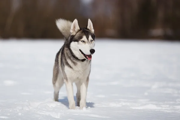 Retrato de husky — Fotografia de Stock