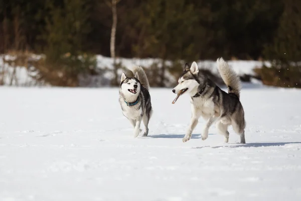 Deux Husky ont joué — Photo