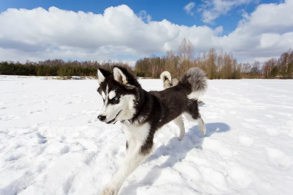 Correndo filhote de cachorro husky — Fotografia de Stock