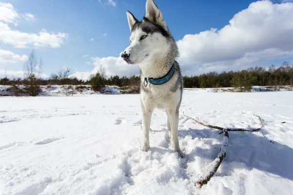 Portrait of husky — Stok fotoğraf