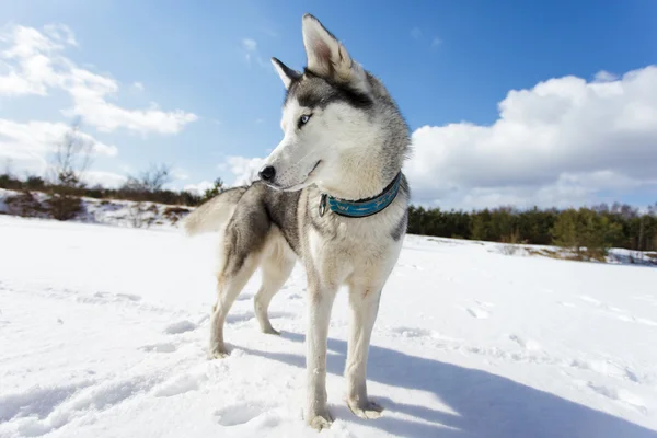 Retrato de husky — Fotografia de Stock