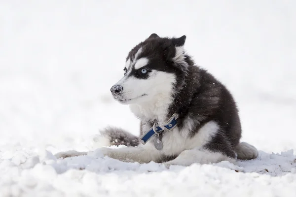 Porträtt av valp husky — Stockfoto