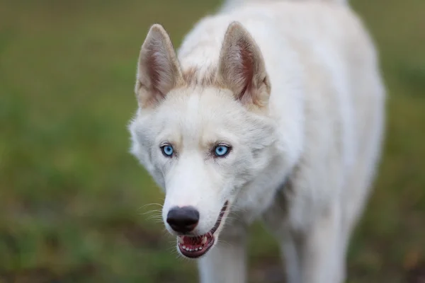 Portret husky — Zdjęcie stockowe