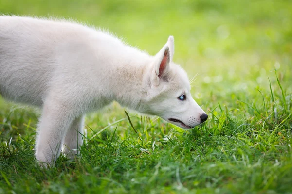 Retrato de husky — Fotografia de Stock