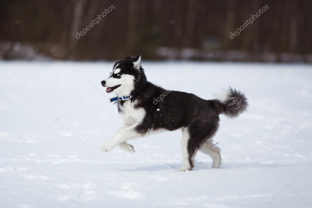 Running puppy husky