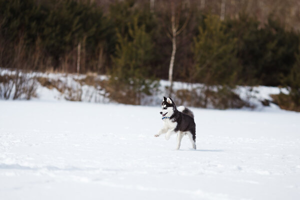 Husky on a white snow background at winter time