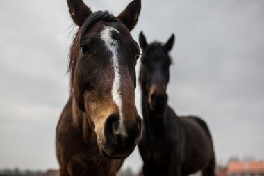 Vahşi atlar yakın çekim