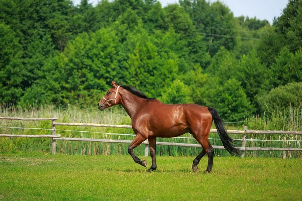 Lopend paard — Stockfoto