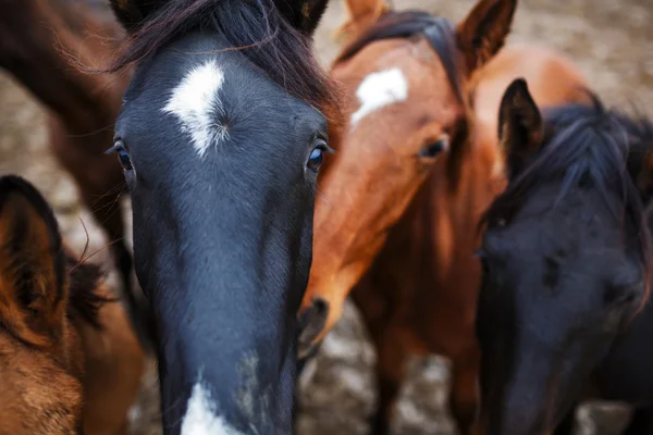 野生の馬のクローズ アップ — ストック写真