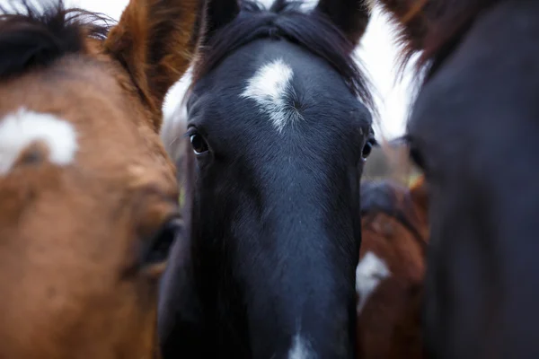 Дикие лошади крупный план — стоковое фото