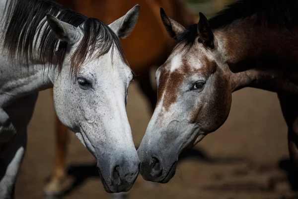 Cavalos selvagens close-up — Fotografia de Stock