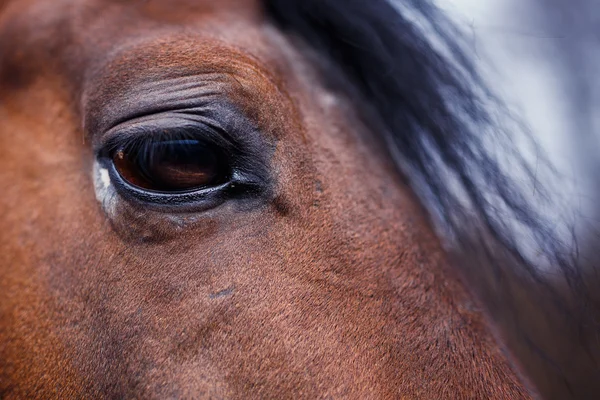 Détail oeil de cheval — Photo