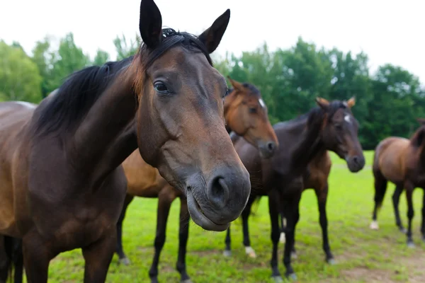 Groep van paarden buiten paard ranch — Stockfoto