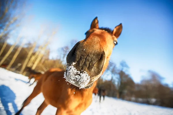 Hoofd van het paard — Stockfoto