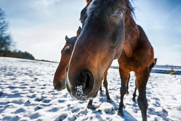 Hoofd van het paard — Stockfoto