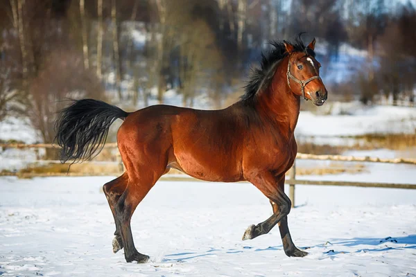 Juokseva ruskistunut hevonen — kuvapankkivalokuva