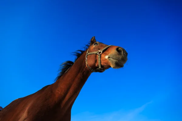 Cabeça do cavalo — Fotografia de Stock