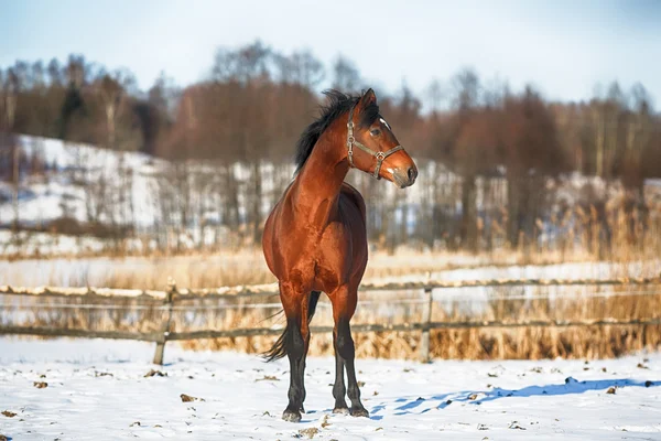 Bay horse téli — Stock Fotó
