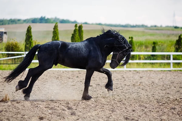 Courir cheval frisien — Photo