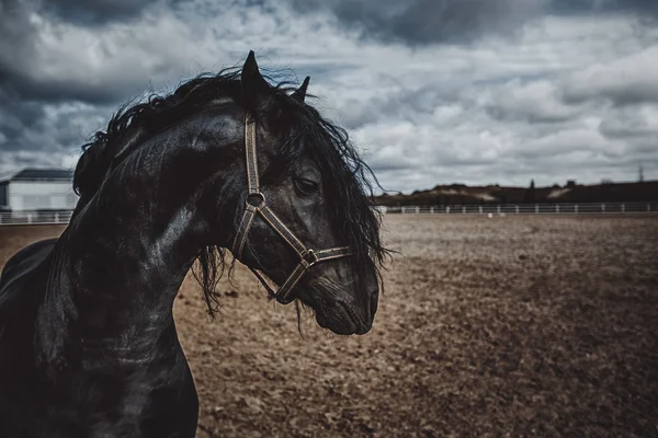 Portrait of a frisian horse — Stock Photo, Image