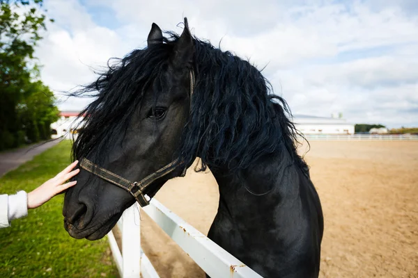 Retrato de un caballo frisón —  Fotos de Stock