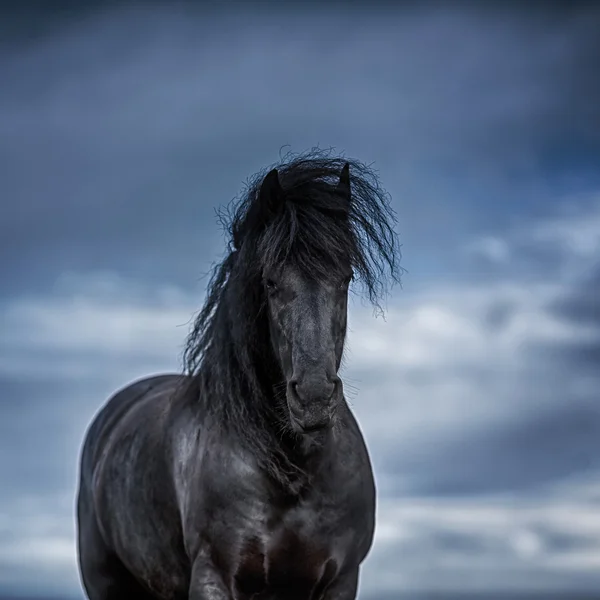 Porträtt av en frisiska häst — Stockfoto