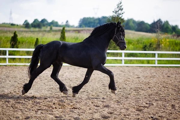 Correr caballo frisón — Foto de Stock