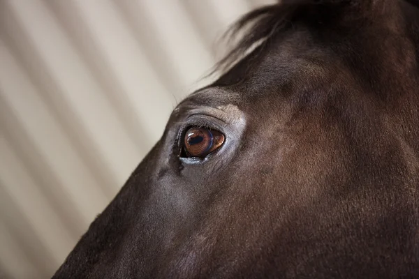 Détail oeil de cheval — Photo