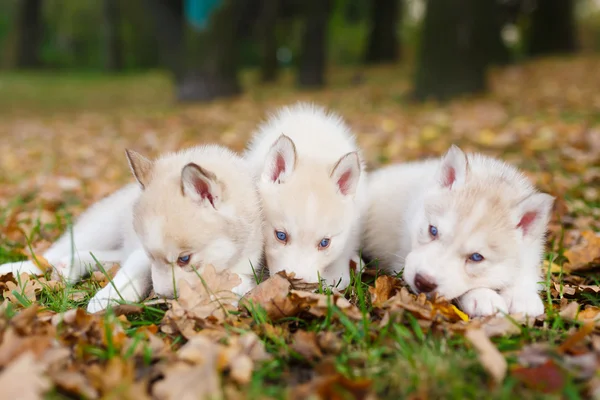 Três filhote de cachorro husky — Fotografia de Stock