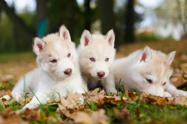 Trzech szczeniak husky — Zdjęcie stockowe