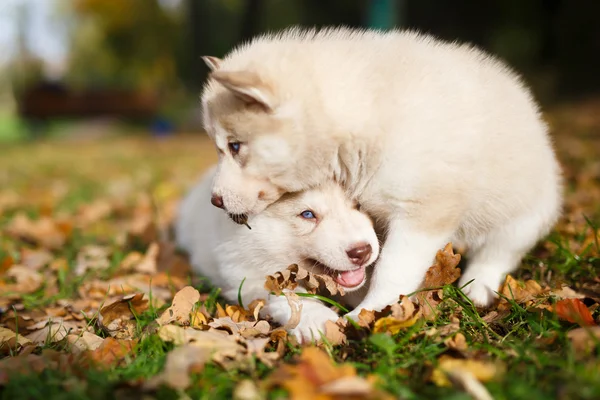 Twee husky pup — Stockfoto