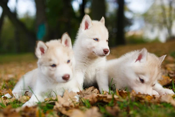 Три щенка хаски — стоковое фото