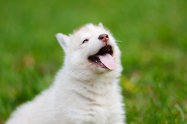 Yeşil çimenlerin üzerinde Husky köpek yavrusu