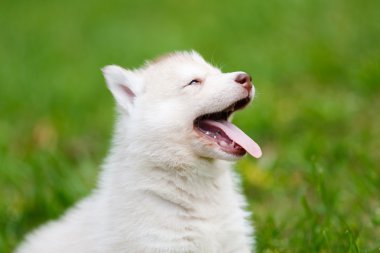 Yeşil çimenlerin üzerinde Husky köpek yavrusu