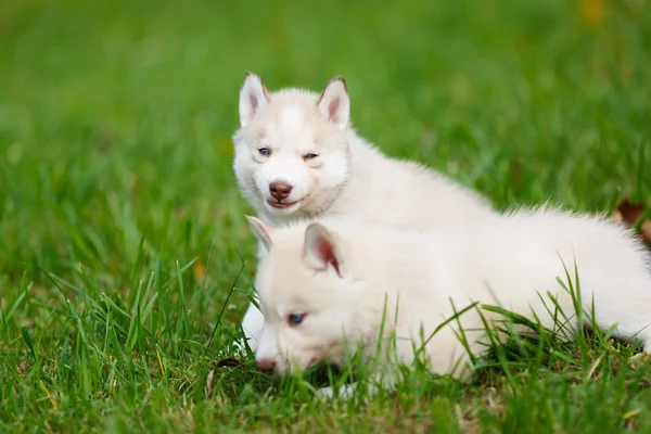 Yeşil çimenlerin üzerinde Husky köpek yavrusu — Stok fotoğraf